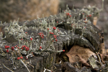 Lichen (Cladonia floerkeana)