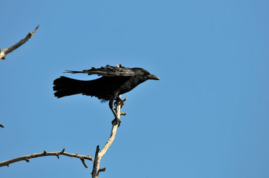 corbeau