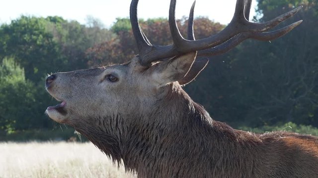 Red Deer bellowing during the rut