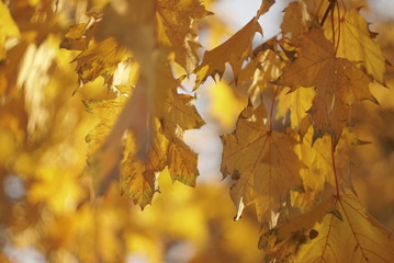 Autumn Maple Leaves