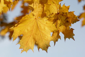 Autumn yellow sunlight maple leaf at sunny day. close-up