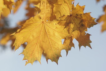 Autumn yellow sunlight maple leaf at sunny day. close-up