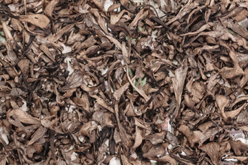 Dryed black trumpet chantarelles prepared for conservation