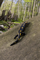 Salamandra on a rock (Salamandra salamandra)