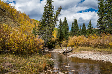 Fototapeta na wymiar Autumn colours in Cement Creek, Crested Butte, Colorado USA