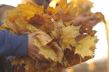 Maple leaves in the hands of the child