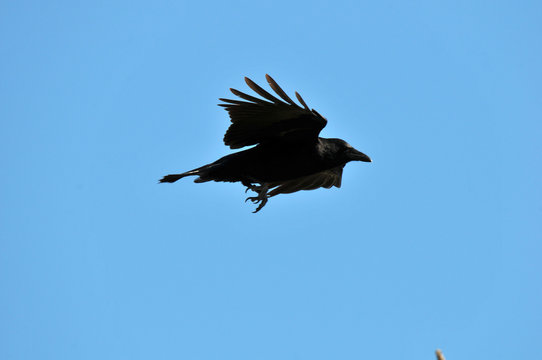corbeau