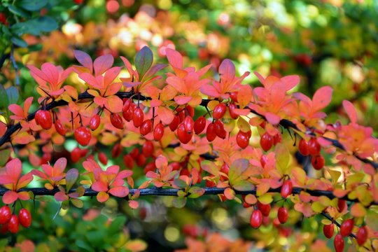 Colorful bright branches of barberry with red berries in autumn
