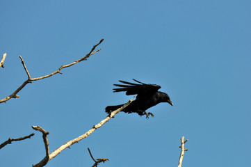 corbeau
