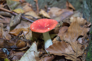 Russula emetica mushroom,Red russula mushroom hiding in the leaves in the forest