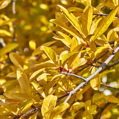 autumn yellow foliage closeup on sunny day, natural background