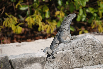 lizard on a rock