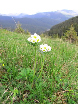 Anemonastrum narcissiflorum blooms beautifully