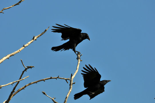 corbeau