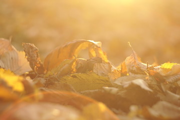 dry autumn leaves in the park at sunset