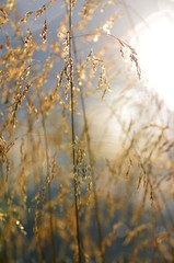 Grasbüschel im Sonnenlicht
