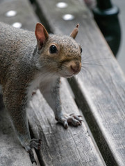 Squirrel on a park bench