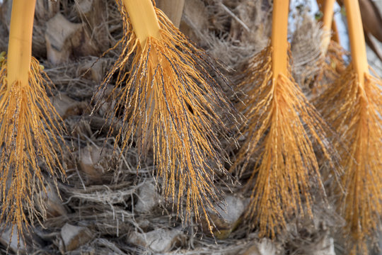 Ramas de palmeras sin datiles cuyos frutos ya han sido recogidos 
