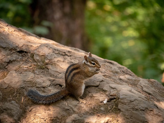 Chipmunk eating