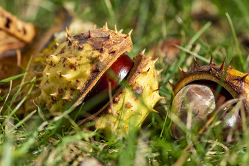 Chestnuts (Aesculus Hippocastanum) lying between grass at an autumn and sunny day