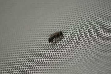 abeille sur chaise longue