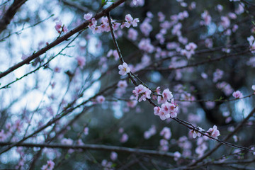 Flor de durazno
