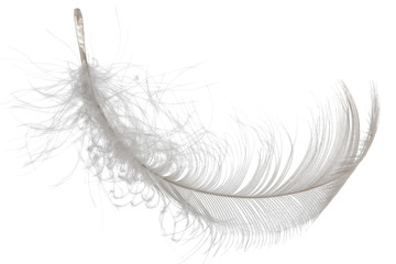 Feather bird isolated on a white background