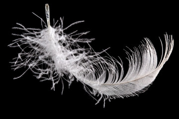 Feather bird isolated on a black background