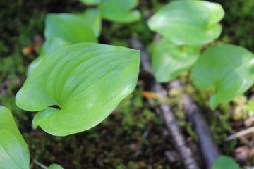 Green plant in the forest with closeup of leaf