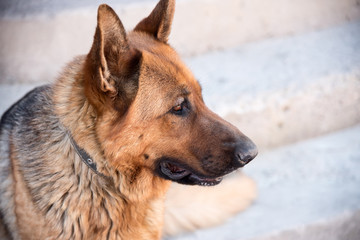 Closeup portrait of a brown German Shepherd dog with a collar on a blurred background. friend of human. pedigree dog. well-groomed wool