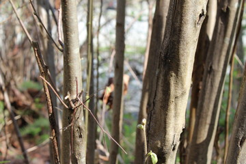 Trunk and branches of a tree in the forest