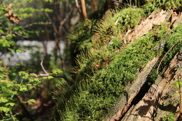 Green moss growing on the trunk of a tree