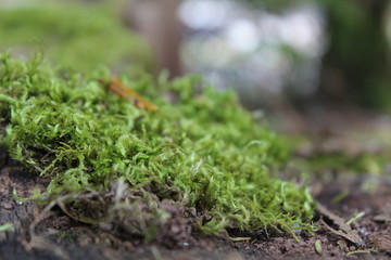 Close up of moss on the forest floor
