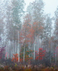 Obrazy  brzozy we mgle