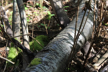 Trunk of a tree on the ground in the forest