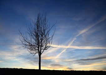 Obraz premium Baumsilhouette am Abend