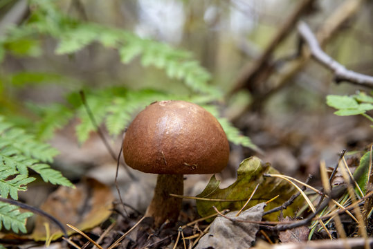 гриб на лесной поляне в хвойном лесу
