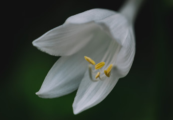 closeup of white flower