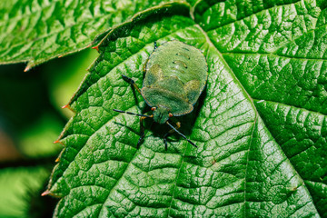 Green bug with red eyes.
