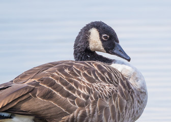 Canada Goose