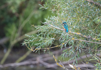 Kingfisher on Willow