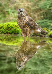 Amazing juvenile Goshawk