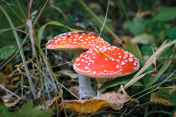 Two fly agaric, poisonous mushrooms grow on the ground in the autumn season