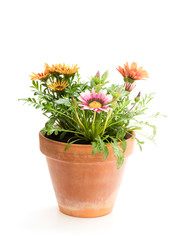 Colorful  Gazania plants in the flowerpot isolated on white