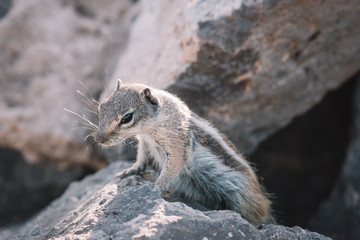 squirrels in canary islands