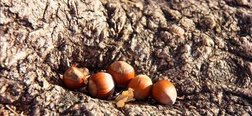 Five hazelnuts on the bark