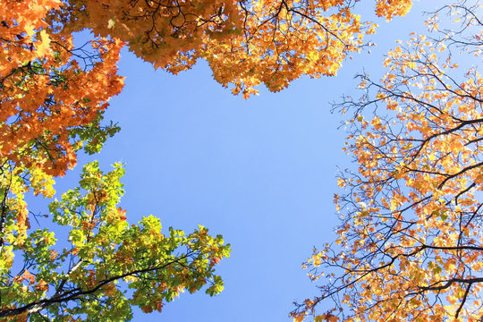 Autumn scenery with tops of maples with colorful folliage