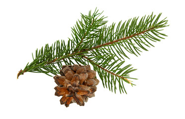 Fir tree branch and cone isolated on white