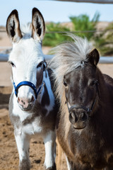 Miniature donkey and miniature horse