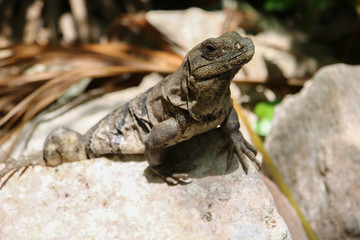 Iguana sitting on a rock